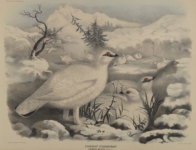 Common Ptarmigan by John Gould